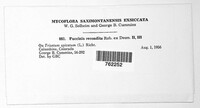 Puccinia recondita image